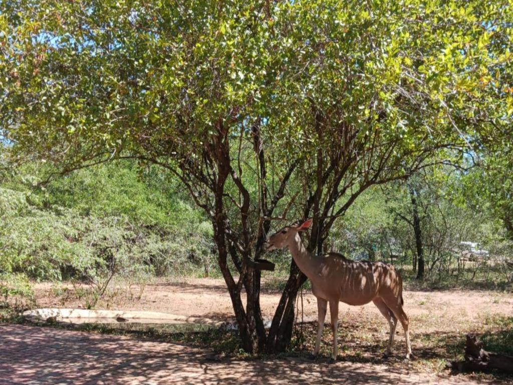 Marloth Cottage Marloth Park Luaran gambar